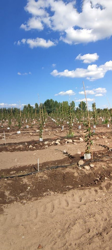 Campo Frutícola En Venta En Linares