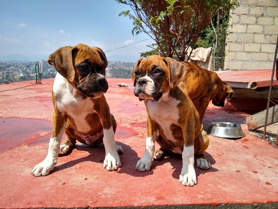 Perros Boxer De 2 Meses Mercadolibre Com Mx Perros Boxer De 2 Meses Mercadolibre Com Mx