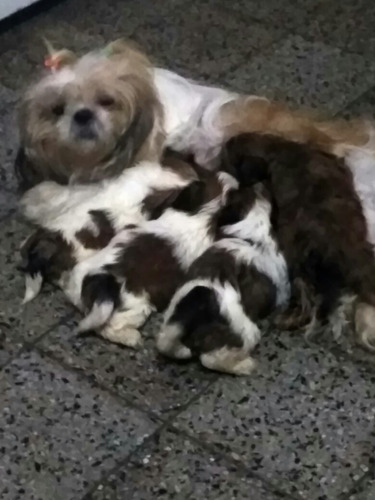 Mini Shitzus . Unicos 100%puros.