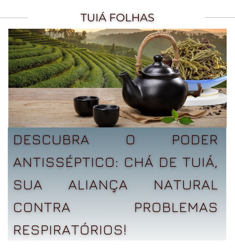 Chá Oficial2N ervas em ervas secas Chá de Tuia 30 g 3 u pacote x 3