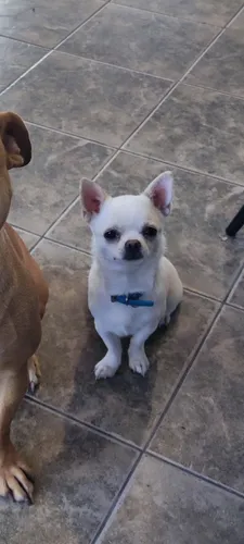 Servicio De Monta Chihuahua Macho Mini