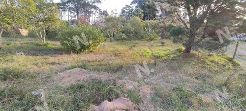 Imagen 4 de 10 de Oportunidad - Punta Del Este Marly