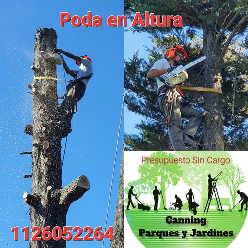 Imagen 2 de 10 de Poda En Altura - Extracciones - Tala De Arboles - Poda Gral!