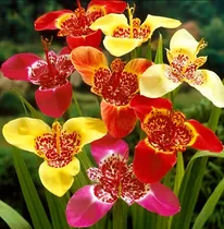 Comprar Bulbos De Tigridia Pavonia X5 Importados Mix De Colores