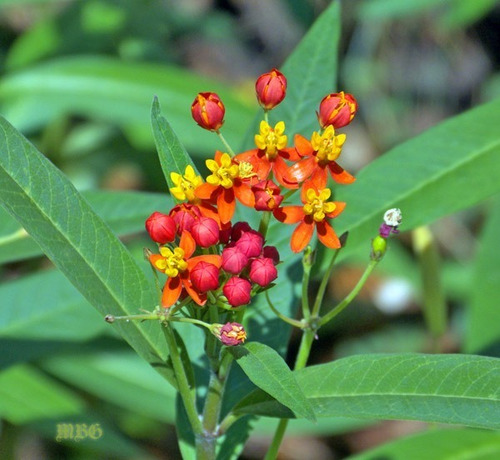Imagen 2 de 2 de Planta De Asclepias Curassavica Mariposa Monarca