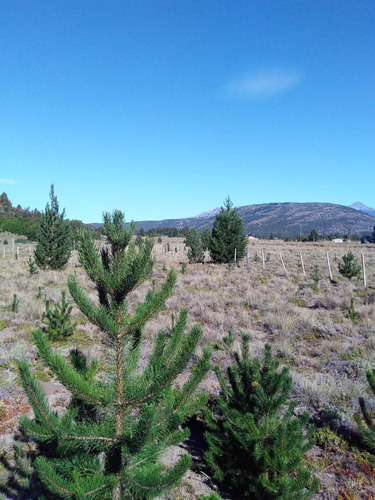Venta De Lote En Lolog, Junin De Los Andes, Neuquén