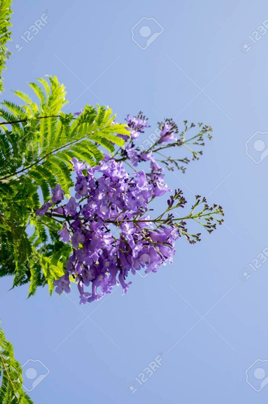 Arbol Jacaranda | MercadoLibre ?