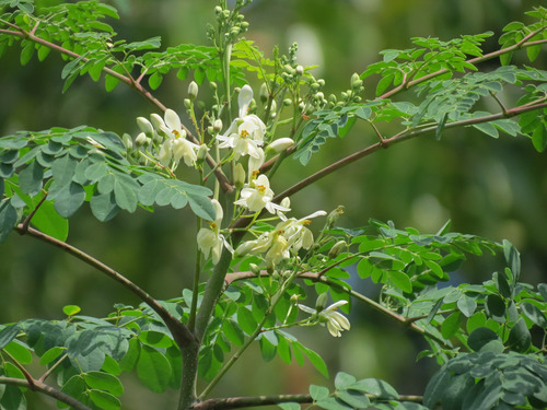 1 Planta De Moringa | Árbol De La Vida, Resistente A Sequía