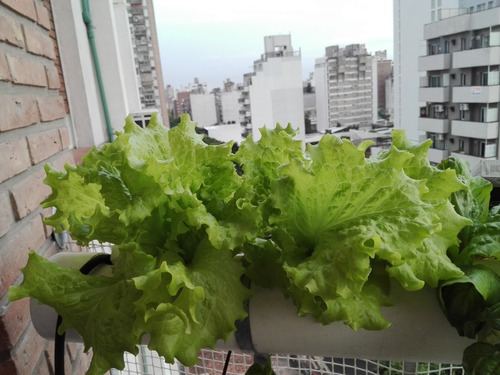 Imagen 4 de 10 de Potenciador De Floración Pyk Rinde 1000 Litros.