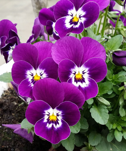 Vinilo Decorativo 40x60cm Flores Violeta Purpura Color M9
