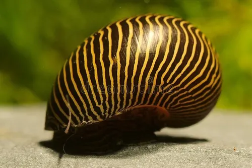 Caracol Neritina Cebra Come Algas - Unidad a $24900