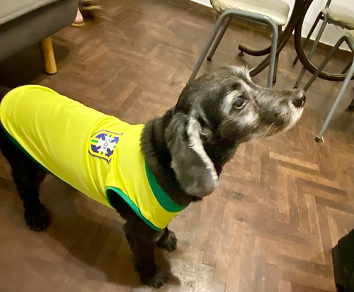 Camiseta De Brasil Para Perros Y Gatos Talle S