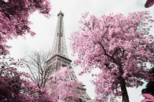 Cuadro Decorativo Torre Eiffel Flor De Cerezo / Tela