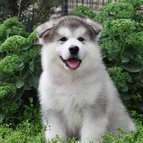 Cachorros Alaska Malamute