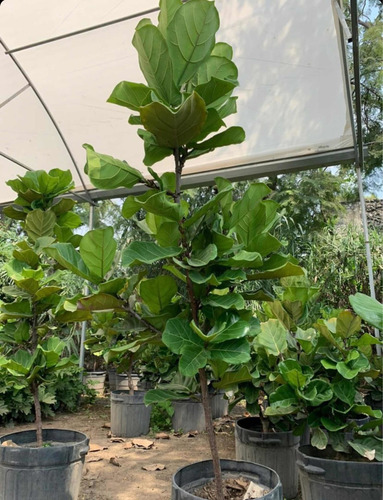 Ficus Pandurata