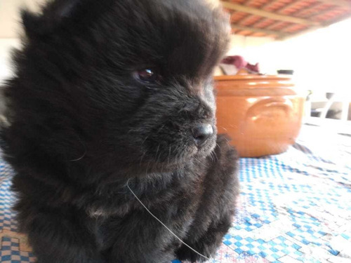 Imagem 2 de 4 de Filhotes De Chow Chow Ligitimos
