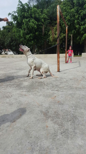 Dogo Argentino