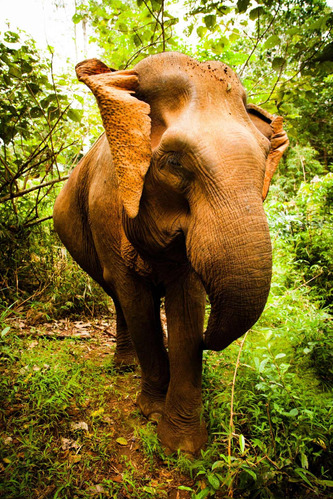 Cuadro 20x30cm Elefantes Animal Salvaje Belleza Natural M2
