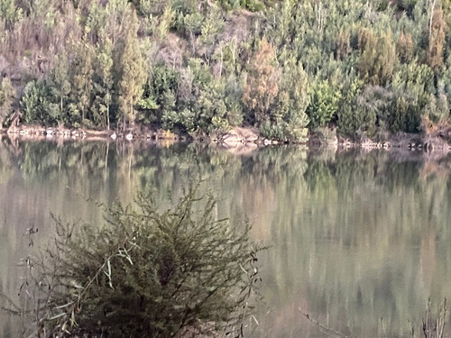 Predio Forestal En Constitución, Regeneración Plan De Manejo