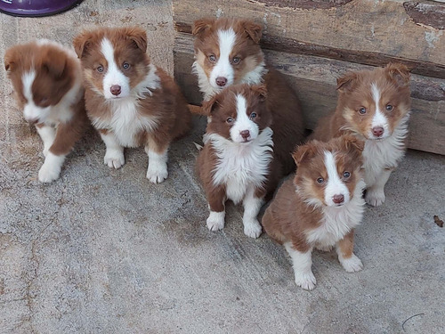 Border Collie Puros Linea De Trabajo Papá Con Pedrigue 