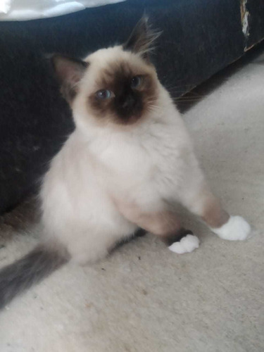 Imagen 4 de 10 de Gatos Ragdoll Birmanos Criador