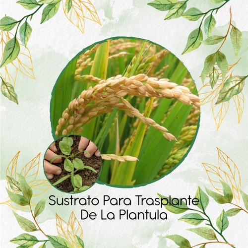 Sustrato Para Trasplante De Arroz