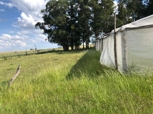 Chacra De 10 Ha Con Vivienda , Galpon ,proximo A Tala
