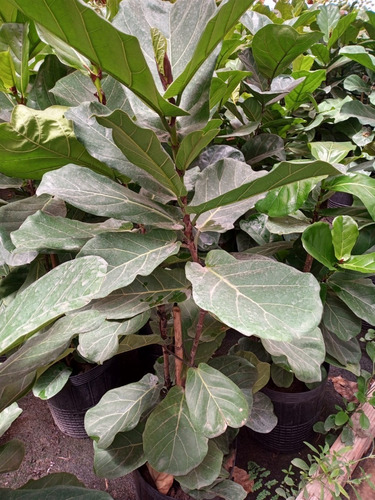 Ficus Pandurata - Hermoso, 1.6 M - Entrega Gratis Caba Y Gba