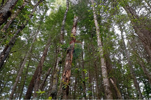 Venta Parcela Pucón Con Acceso A Rio Carhuello