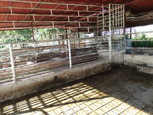 Estado Barinas Se Vende Finca Ganadera Yep11