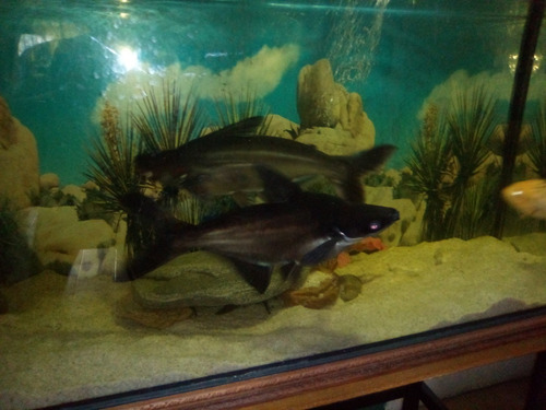 Imagen 1 de 2 de Bellos Y Hermosos Tiburones En Venta