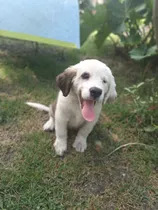 Comprar Cachorros San Bernardo