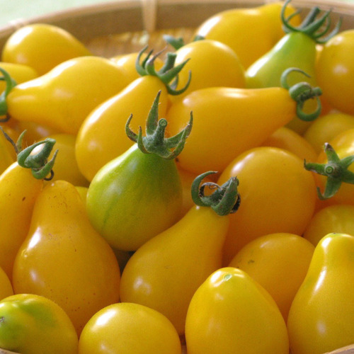 Sementes De Tomate Pera Amarela Perinha Para Vasos Lindo!!!