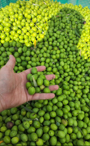 Pasta De Aceitunas Verdes X200 G Doña Juana