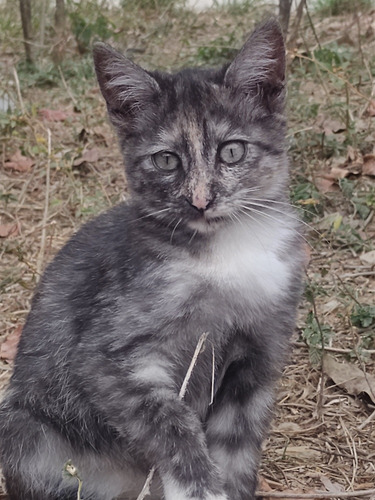 Gatitos Adopción Responsable - Caracas