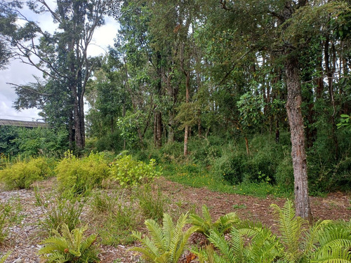 Parcela En La Reserva De Frutillar Naturaleza, Exclusivida