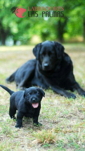 Cachorro Labrador Negro 09