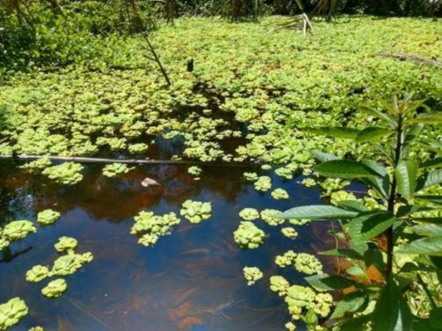 Imagem 16 de 28 de Chácara Com Piscina, Churrasqueira E Árvores Frutíferas, Em Itanhaém, No Jardim São Fernando Ref: 6054/ac