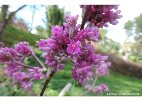 2 Mudas Callisia Warszewicziana , Planta  Melífera- Ver Foto