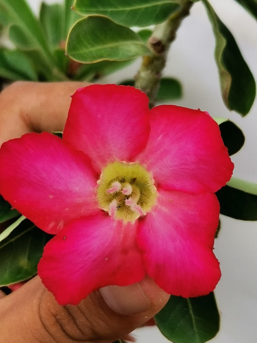 Imagen 7 de 10 de Adenium Bonsai 4 Años De Edad