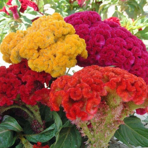 Semillas De Celosia Cristata Armor - Cresta De Gallo