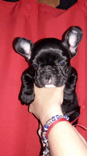 Bulldog Francés Hembra