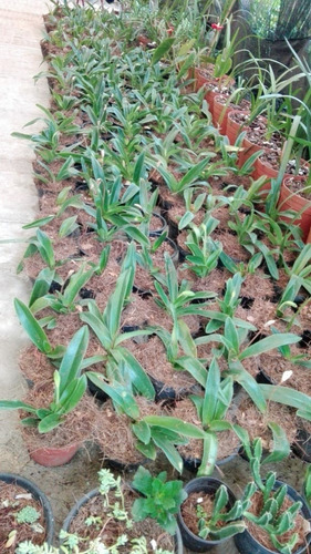 Imagen 3 de 7 de Orquidea Paphiopedilum Yerba Buena