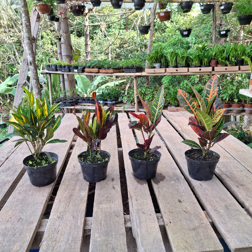 Kit Com 4 Crotons Sendo, 1 Gold 1 Gingua 1 Excelent 1 Petra