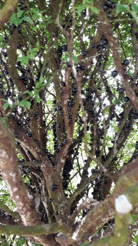 Chacara Em Ibiuna