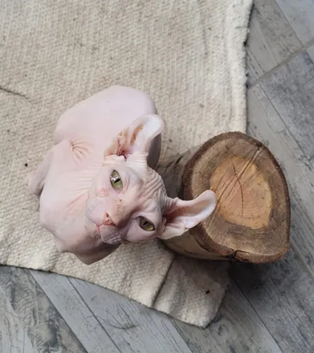 comprar Gato Sphynx, Macho Elf Reeproductor De 8 Meses Con Pedigree