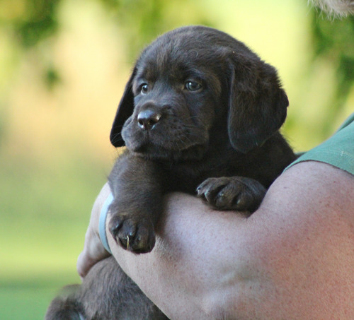 Los Mas Lindos Bebés Labrador - Martina Cachorritos
