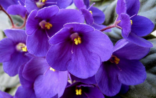 100 Sementes De Flor Violeta Cor Roxo | Parcelamento sem juros