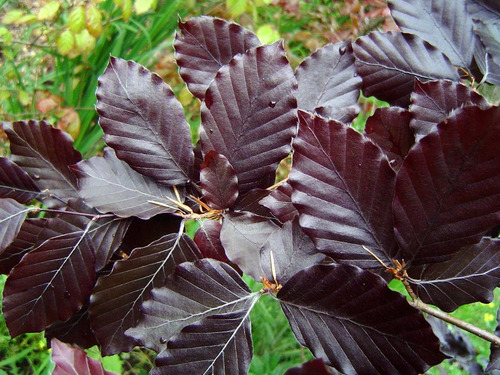 Haya Roja Árbol Ornamental Sylvatica Puroure Xl Grande 2 M