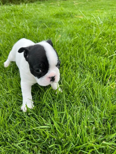 Cachorras Boston Terrier Hermosas Y Puras Garantizadas 